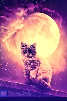 Cat and the Moon