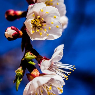 الربيع “ازهار المشمش”